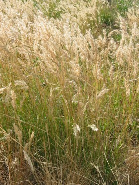 Austrodanthonia caespitosa