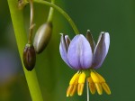 Dianella caerulea