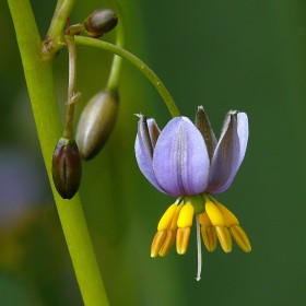 Dianella caerulea