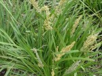 Lomandra longifolia