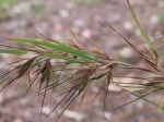 Themeda triandra