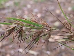 Themeda triandra