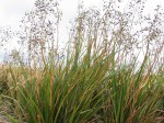 Dianella longifolia