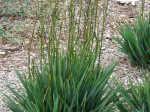 Dianella revoluta