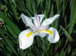 Dietes grandiflora