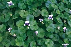 Viola hederacea