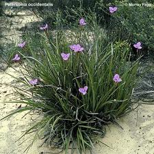 Patersonia occidentalis